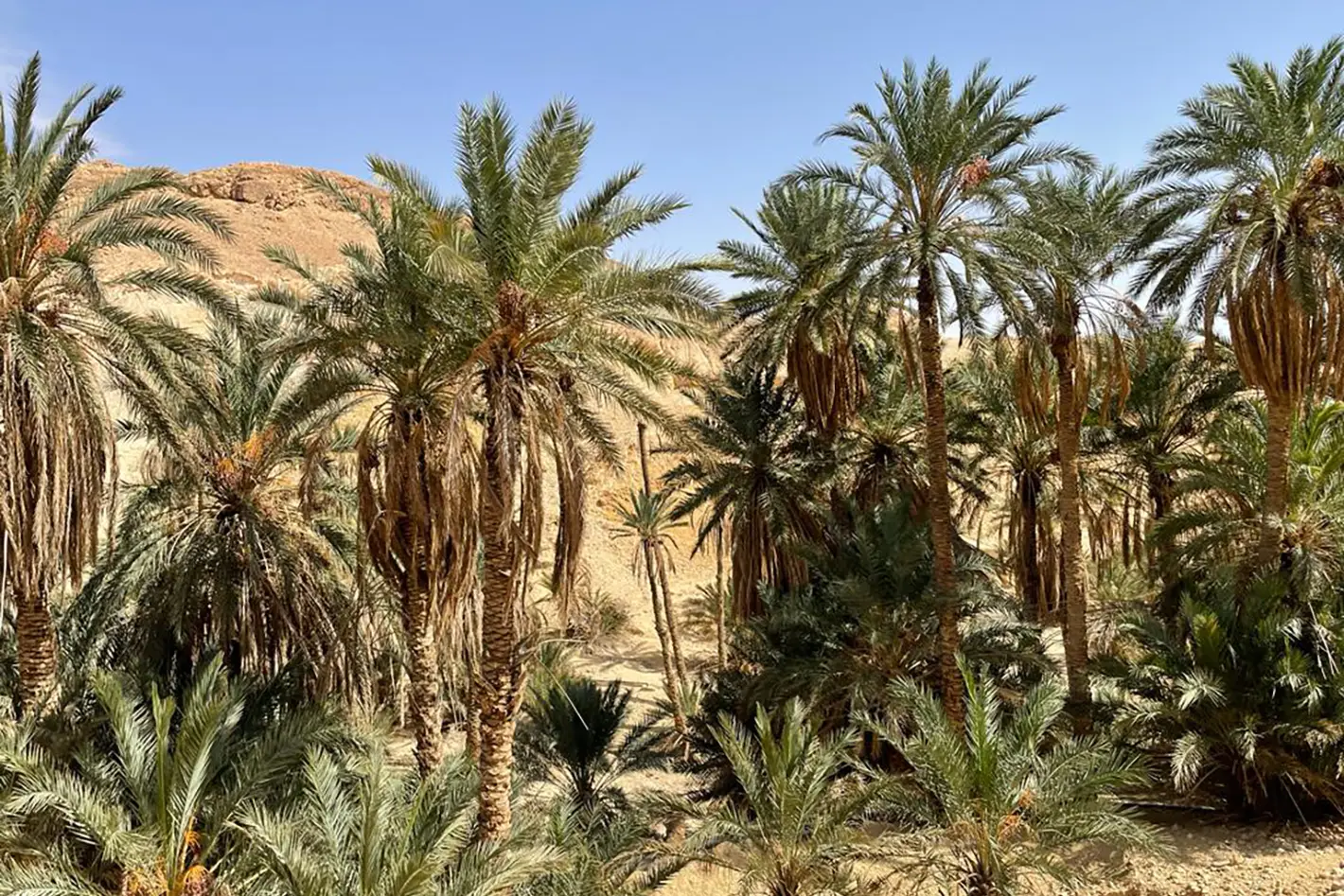 Oasi nel deserto